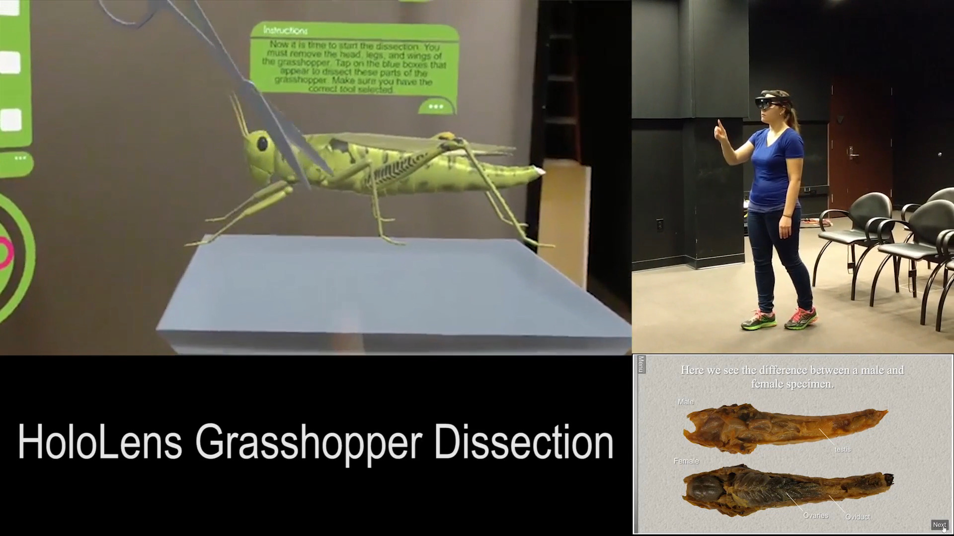 Grasshopper Dissection